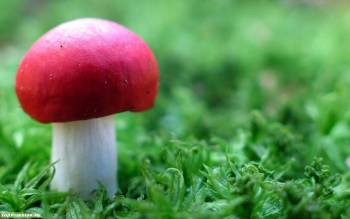 Красный грибок, макро-фото и широкоформатные фотообои, , фото, макро, гриб, трава