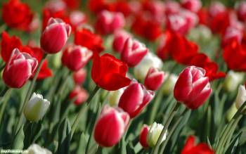 Красные тюльпаны - широкоформатные обои 1280х800, , цветок, поле, тюльпан