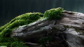Древняя коряга и зеленый мох на ней, широкоформатные обои, , макро, бревно, коряга, мох, природа