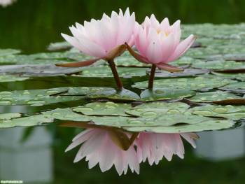 Розовые кувшинки на озере, обои природы 1600х1200, , кувшинка, цветок, озеро, отражение