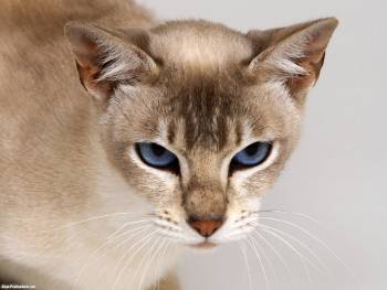 Красивая персикового цвета кошка, обои с кошками, , кот, кошка, морда, глаза