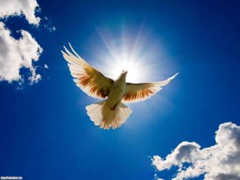 Голубь мира  в полете, обои с птицами и голубями, , голубь, мир, полет, небо, облака, солнце