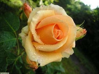 Цветок розы, красивые обои с розой на рабочий стол, , цветок, роза, макро, фото, роса, капли