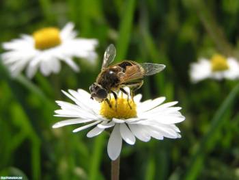 Макро-фото пчелы на ромашке, обои 1600х1200, , пчела, насекомое, ромашка, цветок, макро, фото