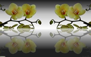 Красивые цветы, обои с цветами 2560х1600 пикселей, , отражение, цветок