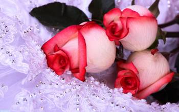 Бело-розовые розы для вашего рабочего стола, обои 2560х1600, , цветы, роза