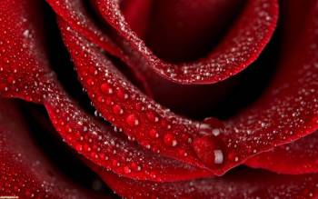 Шикарная красная роза в капельках росы, макро-фото и обои, , роза, цветок, макро, роса, капли