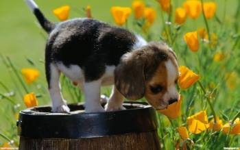 Симпатичный маленький щенок нюхает цветы, обои со щенками, , щенок, собака, бочка, цветы, детеныш