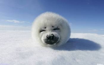 Симпатичный детеныш тюленя, обои с детенышами животных, , тюлень, детеныш, холод, снег, зима, небо