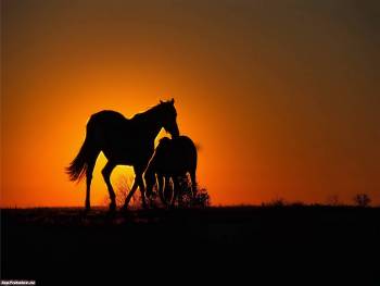 Две лошади на фоне заката в поле, обои с лошадьми, , лошадь, закат, вечер, силуэт, горизонт, поле, оранжевый