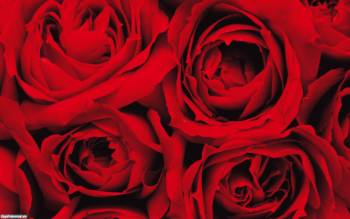 Красивые обои с розами: макро-фото красных роз, , красный, цветы, розы