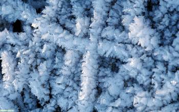Макро-фото заиндевевшей природы, обои и фотообои зимы, , зима, холод, лед, макро, фото, снег