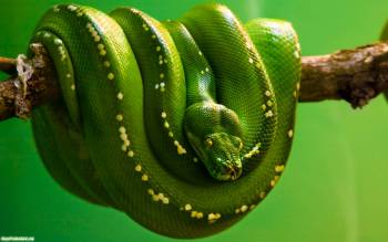 Яркие обои зеленого цвета с тропической змеей, обои 1680, , тропики, змея, зеленый, яркий