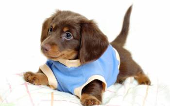 Славный щенок в одежде - обои с животными для рабочего стола, , щенок, одежда, животные, собака