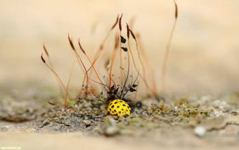 Маленький желтый жукчок - обои с насекомыми, , жук, насекомые, трава