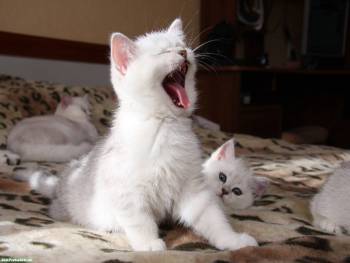 Милые пушистые котятки, обои с белыми котятами, , зевок, котята, котенок, покрывало