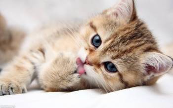 Ласковый котенок - обои с животными 1680x1050 пикселей, , животные, кот, морда