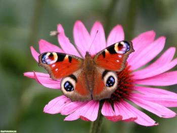 Яркая бабочка на цветке - позитивные обои, , цветок, бабочка, яркий