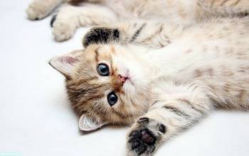 Симпатяга - котенок - обои с животными для вас, , котенок, морда, животные