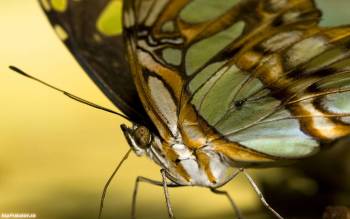 Макро-фото желто-коричневой бабочка, обои на рабочий стол, , бабочка, макро, фото, насекомое