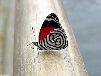 Красивая бабочка на ваш рабочий стол, обои с бабочками, , бабочка, макро