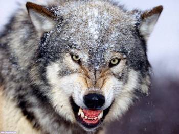 Красивые обои с волком - дикий оскал, обои с волками 1600, , волк, пасть, хищник, злоба, оскал, зубы