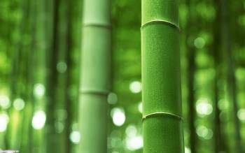 Сочный побег бамбука - обои  1920x1200 пикселей, , бамбук, побег, зелень, макро