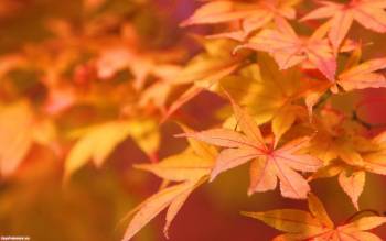 Рыжие листья осени - обои 1920x1200 пикселей, , осень, листья, рыжий
