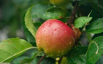 Райское яблоко - обои с фруктами на рабочий стол, , яблоко, роса, макро
