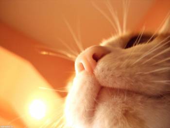 Морда кота крупным планом - обои 1920x1440 пикселей, , кот, нос, морда, усы