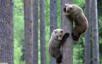 Два медвежонка на дереве - обои с живетными, , медведь, дерево, зверь