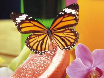 Яркая бабочка на грейпфруте - обои на рабочий стол, , бабочка, орхидея, грейпфрут