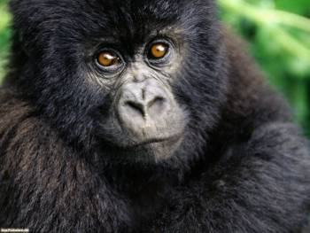 Прикольная обезьянка - маленькая шимпанзе, обои 1600х1200, , обезьяна, шимпанзе