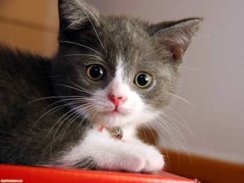 Маленький котенок - обои с животными, , котенок, морда, усы