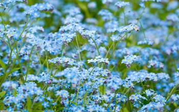 Нежные голубые цветы - обои для романтиков, , нежность, поле, цветы
