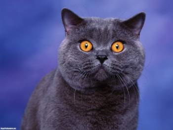Серый кот с желтыми глазищами, обои с кошками и котами, , кот, глаза