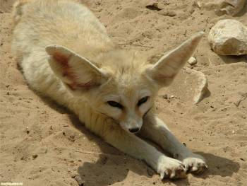 Пустынная большеухая лисица - обои 1600х1200 пикселей, , лисица, пустыня, песок
