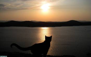 Кот любуется восходом солнца - обои с котами, , кот, озеро, восход, солнце