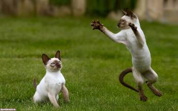 Два котенка резвятся на поляне - широкоформатные обои коты, , коты, котята, поляна, трава