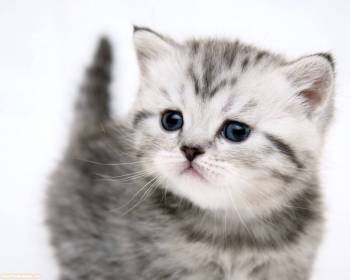 Маленький серенький котенок - обои с животными, , кот, серый, малыш