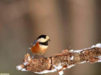 Маленькая птичка на заснеженной ветке - обои 1600x1200, , птичка, ветка, снег, зима