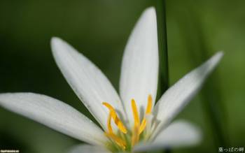 Белый цветок - обои с цветами, , цветы, белый, чистота, нежность, макро, фото