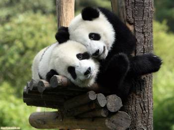 Симпатичные панды - обои с животными, , панда, медведь, пара