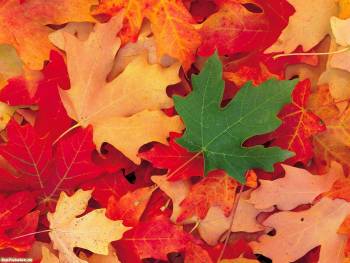 Осенние обои - листопад, опавшие листья осенью, , осень, листва, листопад, клен