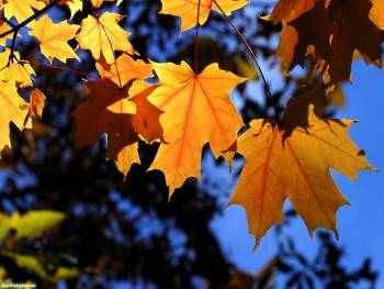 Осенние кленовые листья - обои природы, , листья, клен, небо, осень