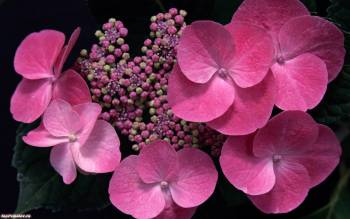 Красивые цветы на ваш рабочий стол - обои 1680x1050 пикселей, , цветы, растения, фото