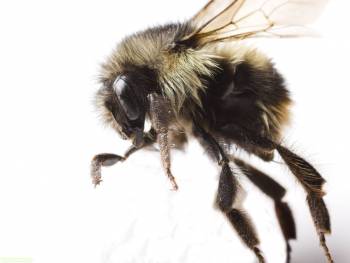 Большая картинка с пчелой, обои - пчела, , пчела, макро