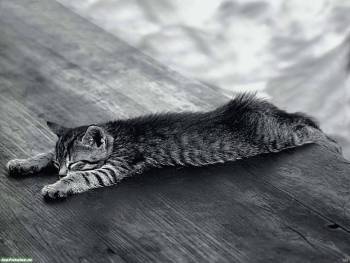 Сонный котенок, черно-белые обои и фото, , котенок, сон, черно-белый