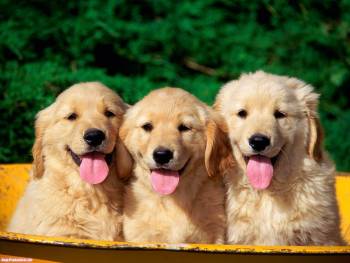 Три милых песика - обои для рабочего стола с собаками, , пес, собака, щенок, три