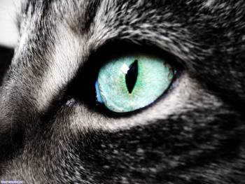 Кошачий глаз крупным планом, обои с котами, , кот, макро, глаз, морда